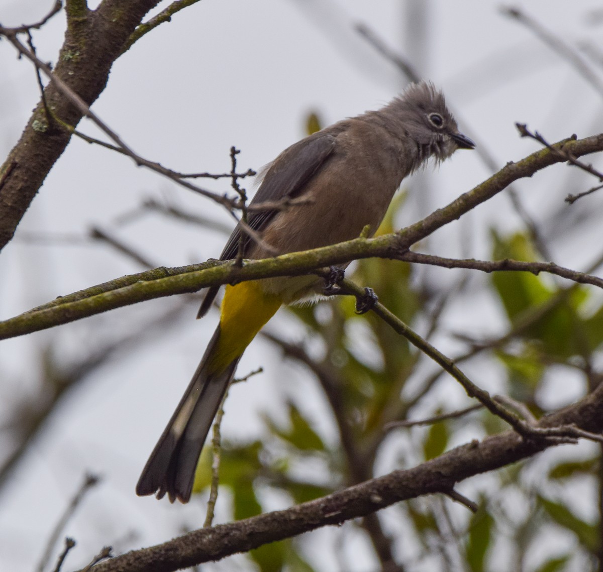 Gray Silky-flycatcher - ML638729172