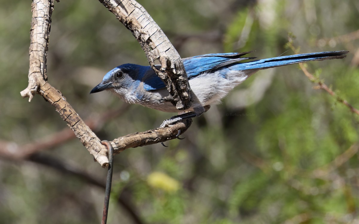 Woodhouse's Scrub-Jay (Woodhouse's) - ML638729173