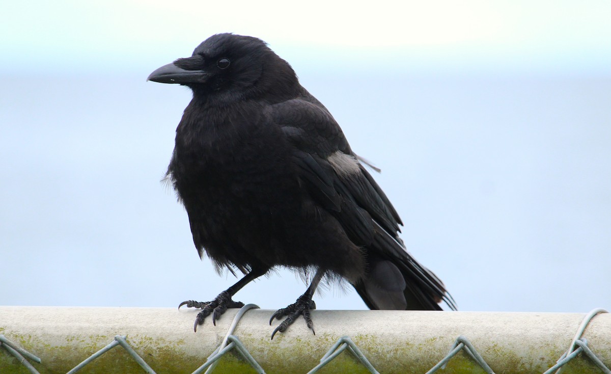 American Crow - ML638729174