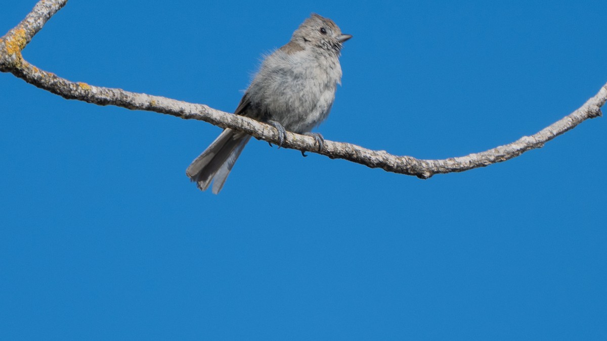 Oak Titmouse - ML638729175