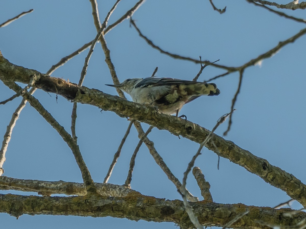 White-breasted Nuthatch - ML638729178