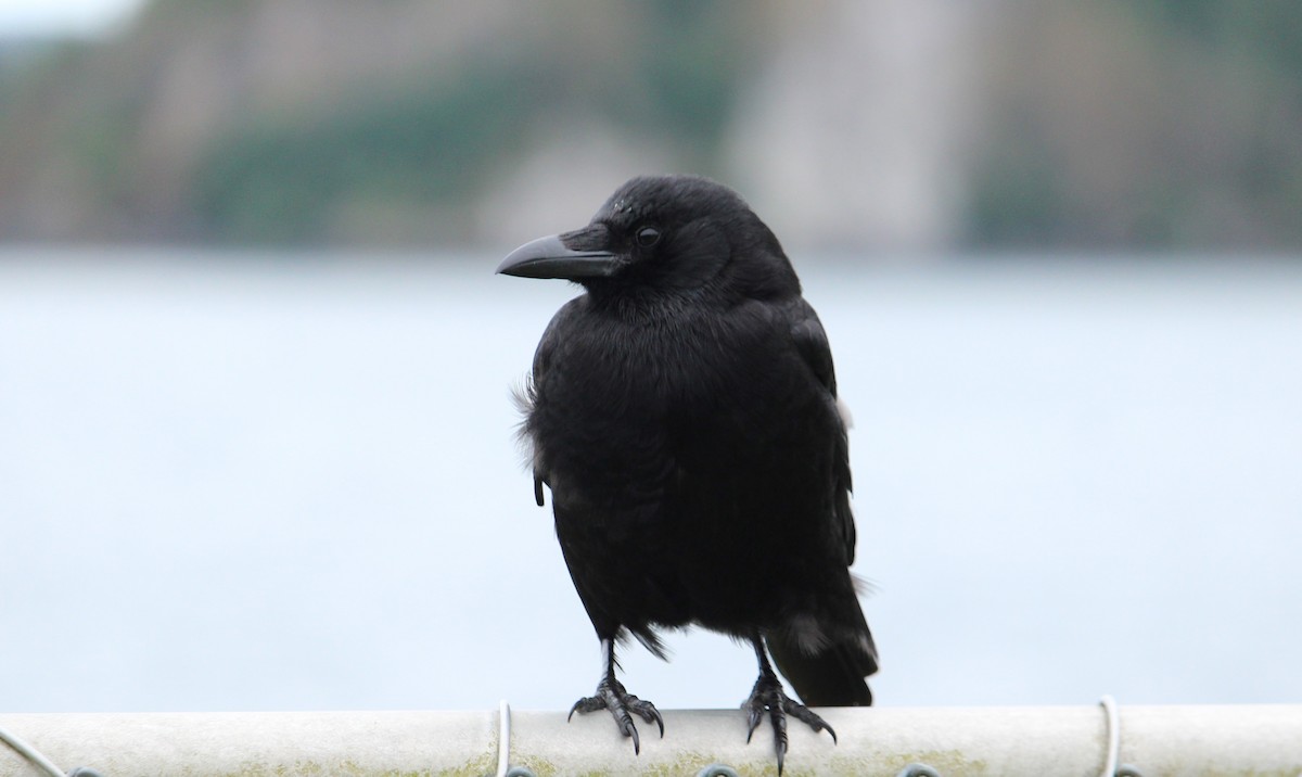 American Crow - ML638729179