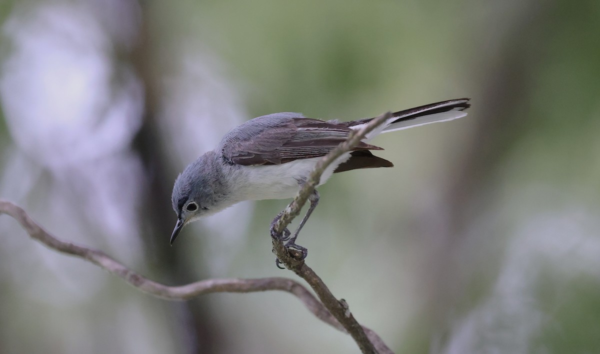 Blue-gray Gnatcatcher - ML638729180