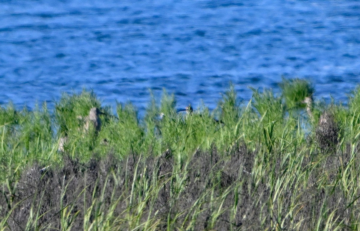 Whimbrel - ML638729181