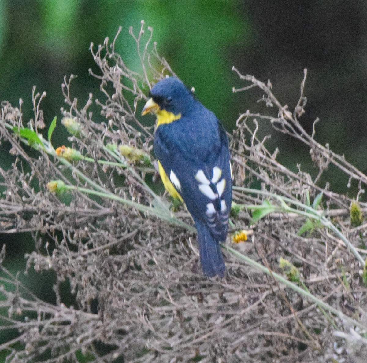 Lesser Goldfinch - ML638729184