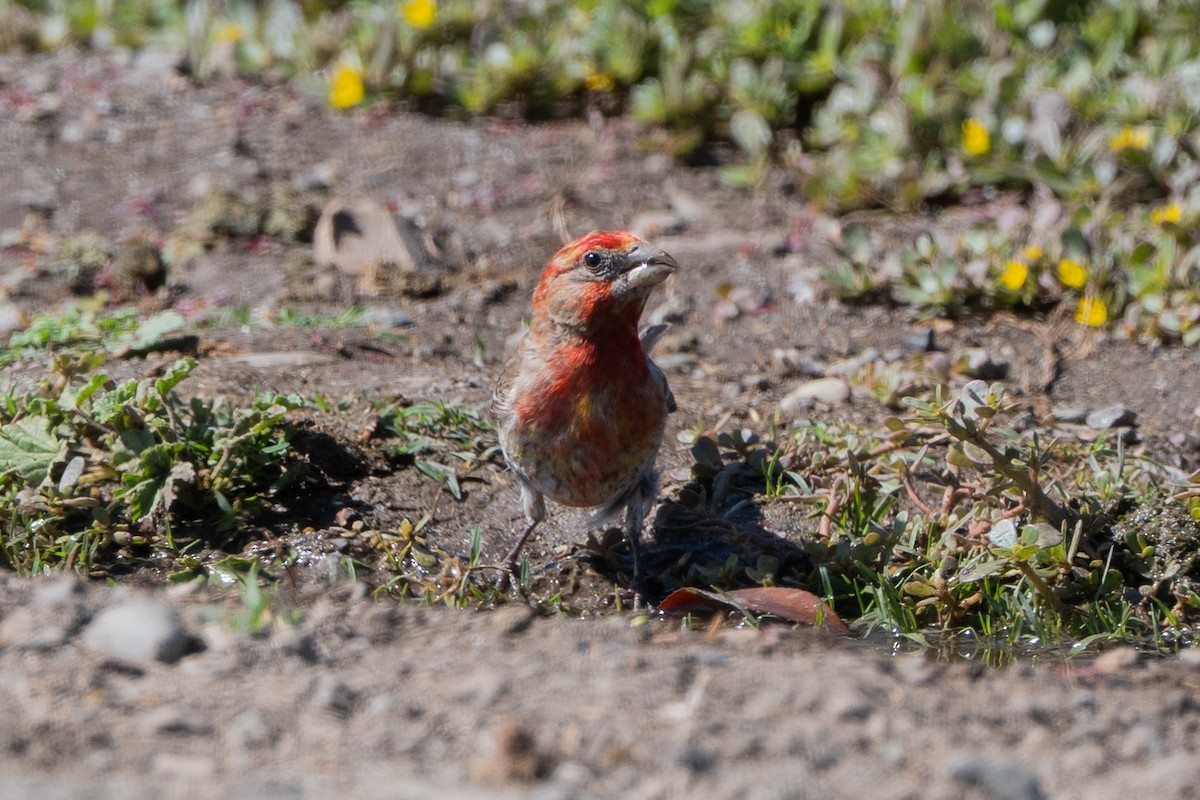 House Finch - ML638729186