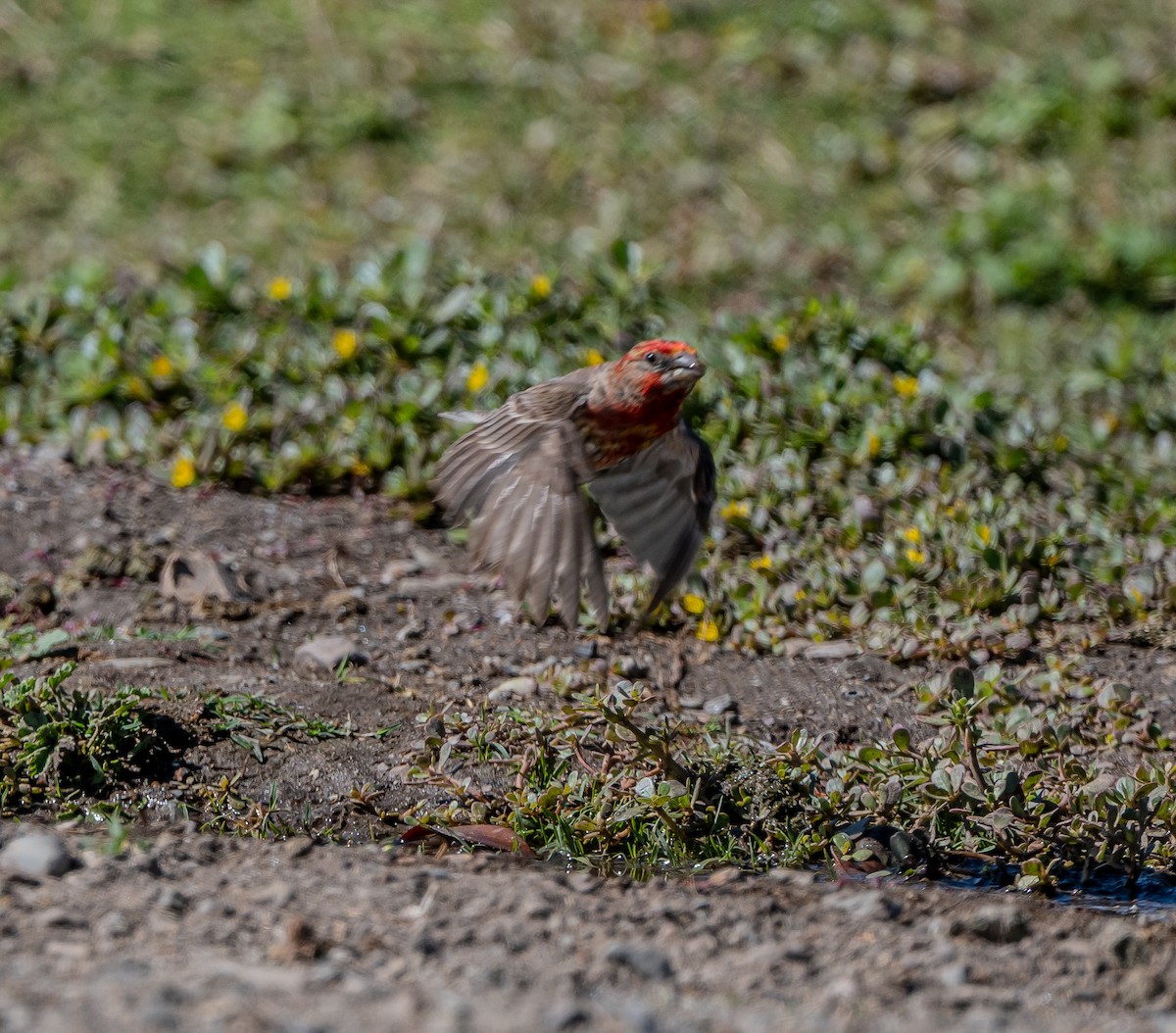 House Finch - ML638729188