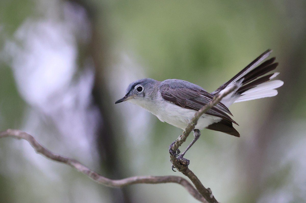 Blue-gray Gnatcatcher - ML638729193
