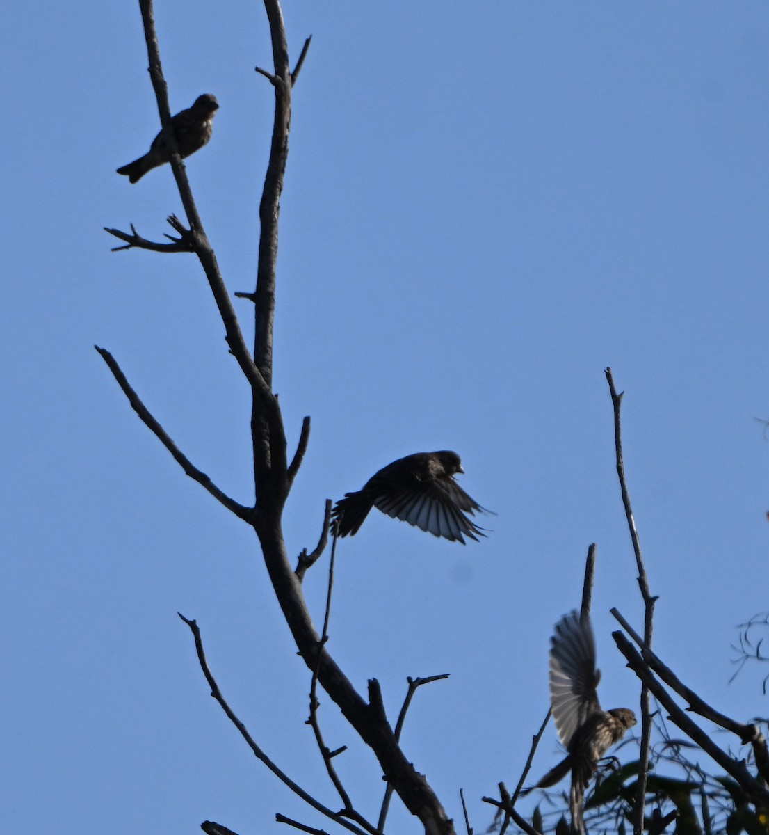 House Finch - ML638729194
