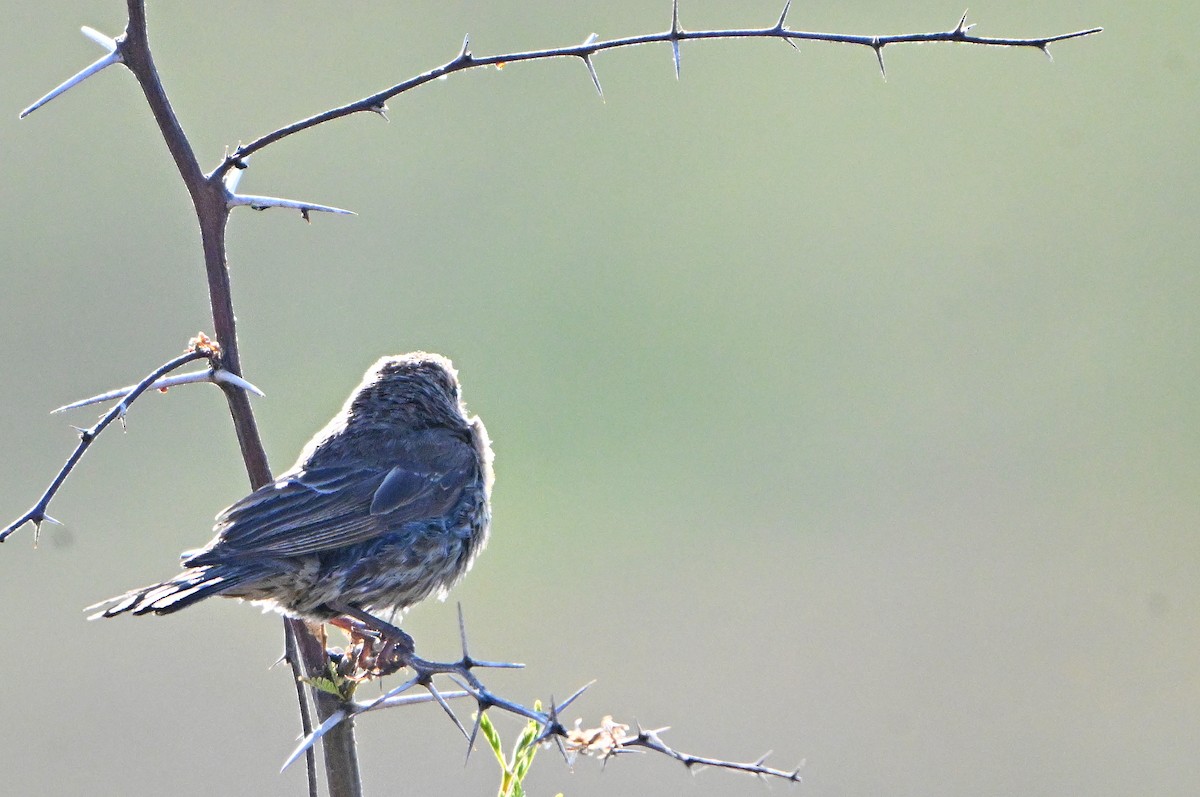 House Finch - ML638729195