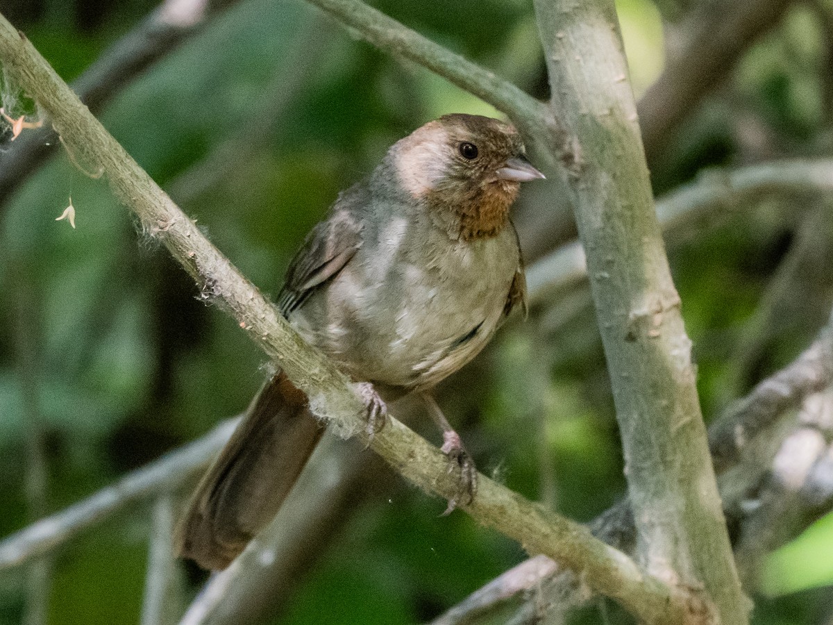 California Towhee - ML638729197