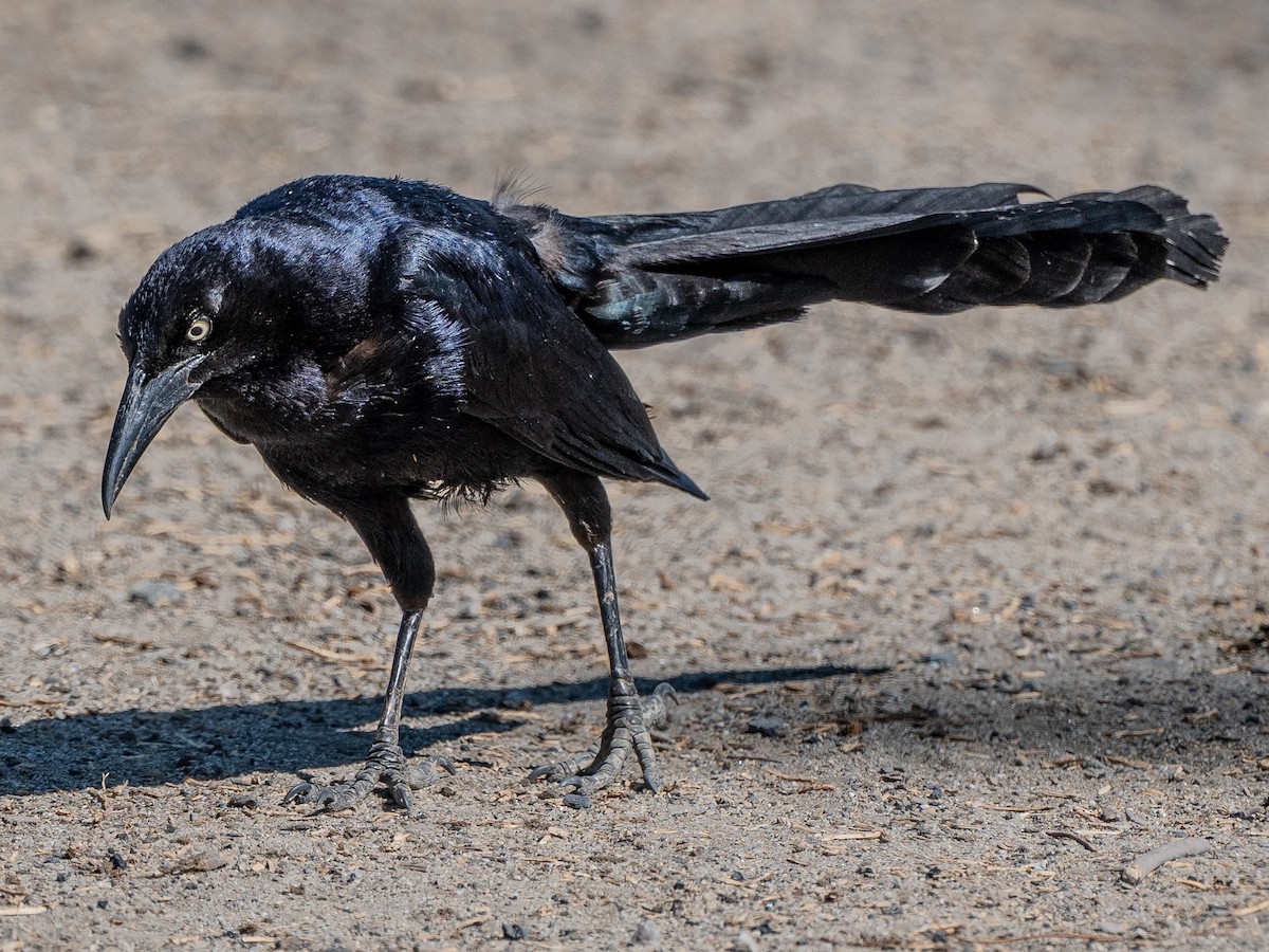 Great-tailed Grackle - ML638729200