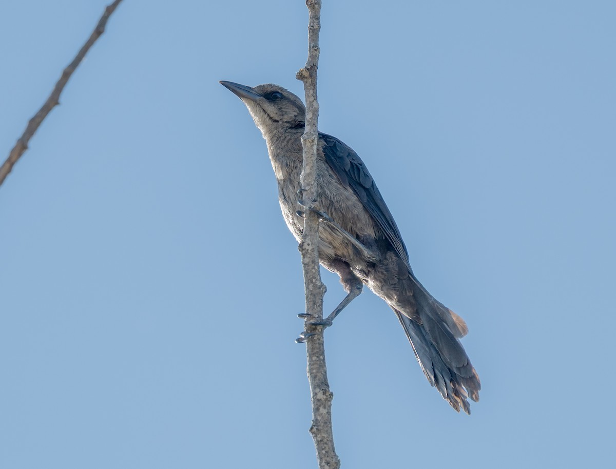 Great-tailed Grackle - ML638729201