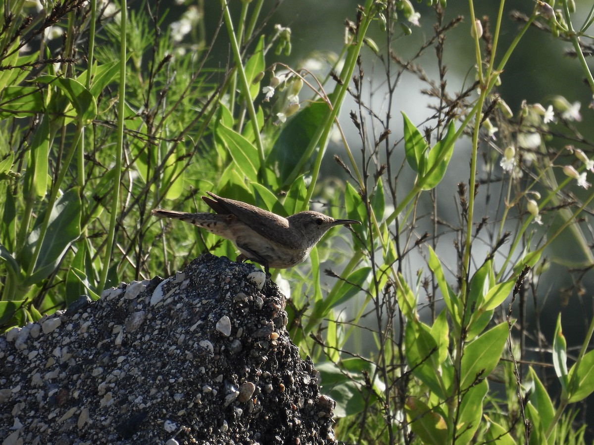Rock Wren - ML638729202