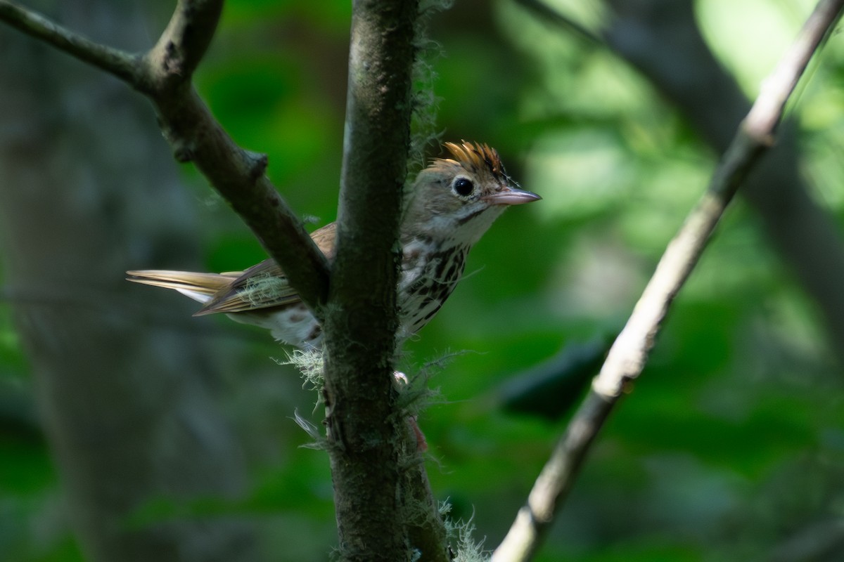 Paruline couronnée - ML638729212