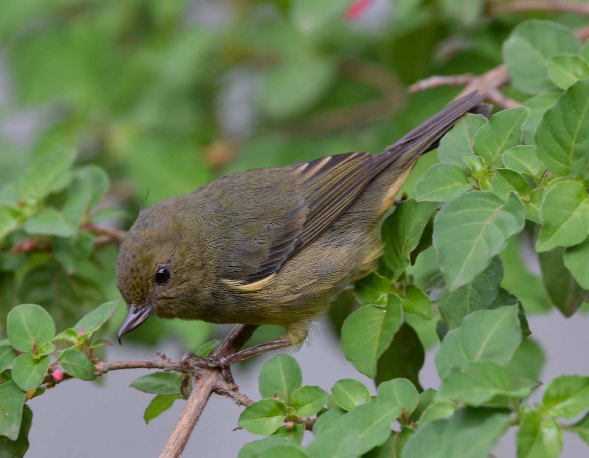 Cinnamon-bellied Flowerpiercer - ML638729226