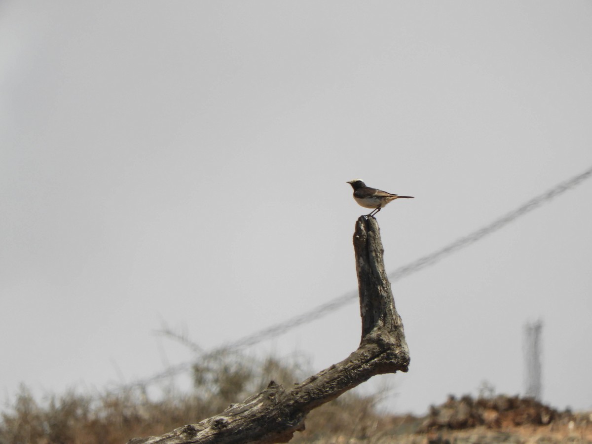 Red-rumped Wheatear - ML638729244