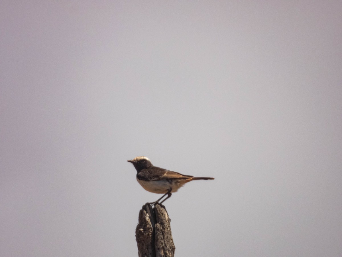 Red-rumped Wheatear - ML638729245