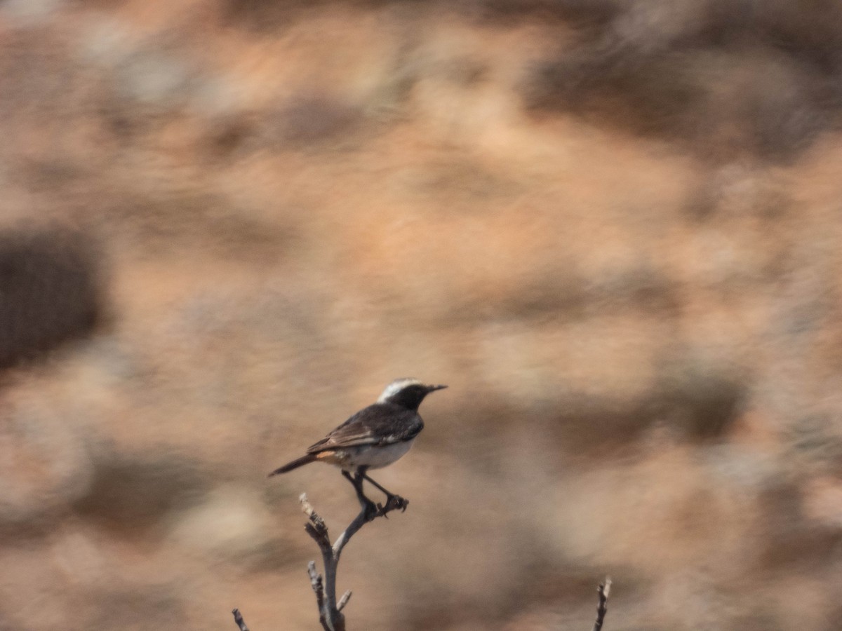 Red-rumped Wheatear - ML638729246