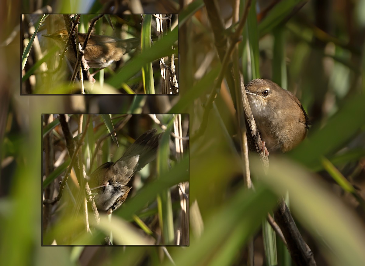 Dalat Bush Warbler - ML638729267