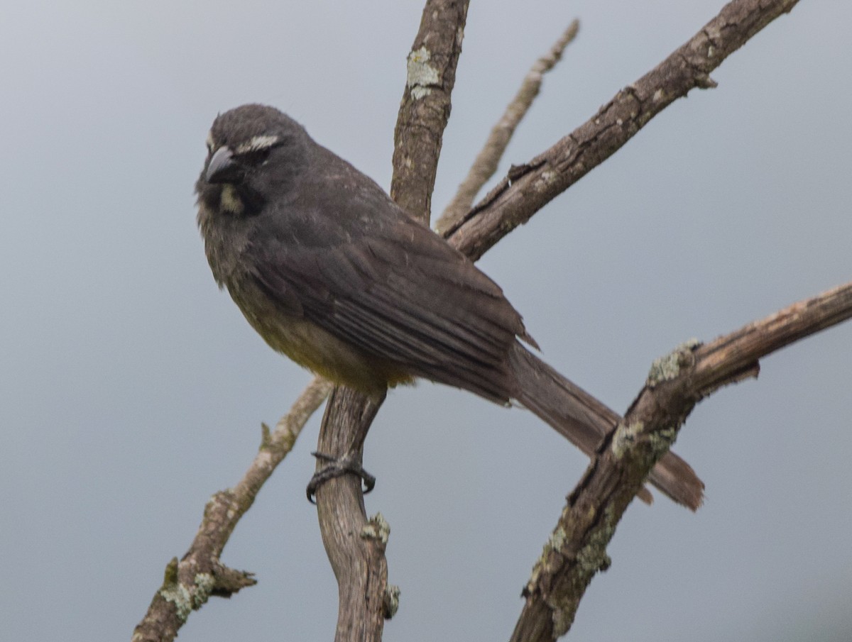 Kuzeyli Kurşuni Saltator - ML638729271