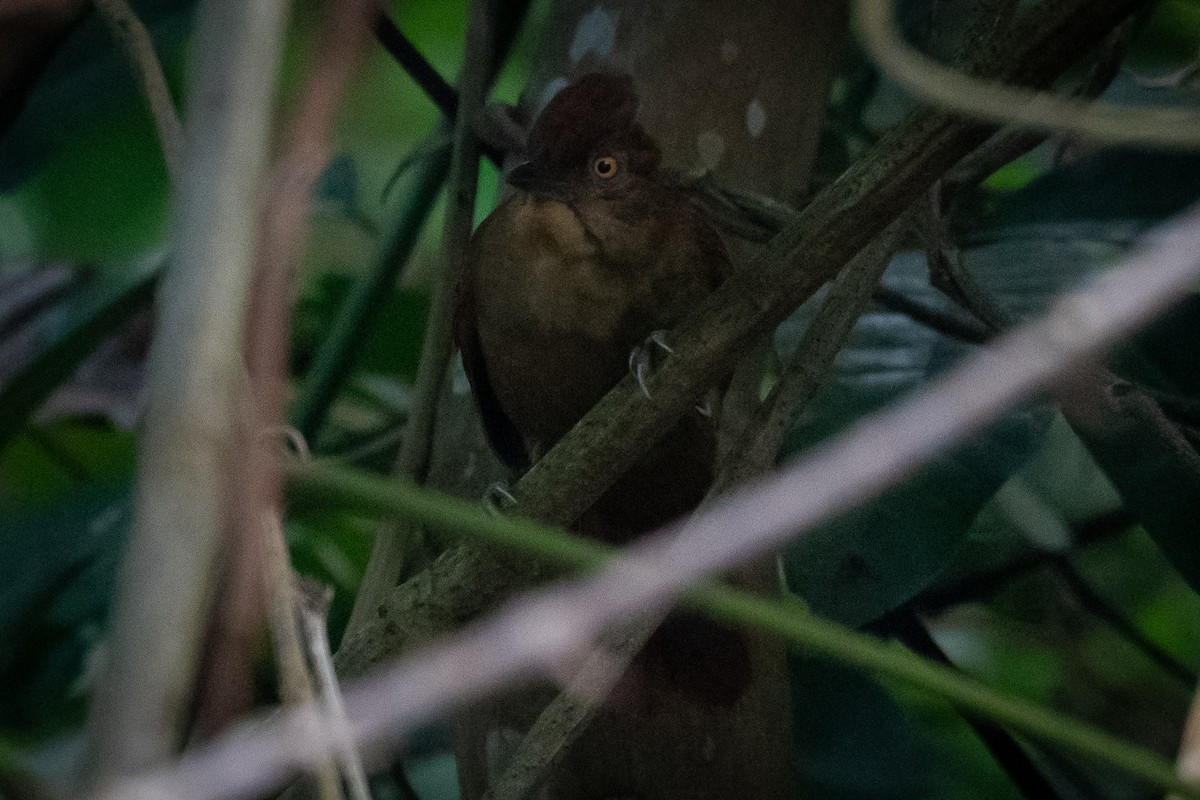Chestnut-crowned Foliage-gleaner - ML638729274