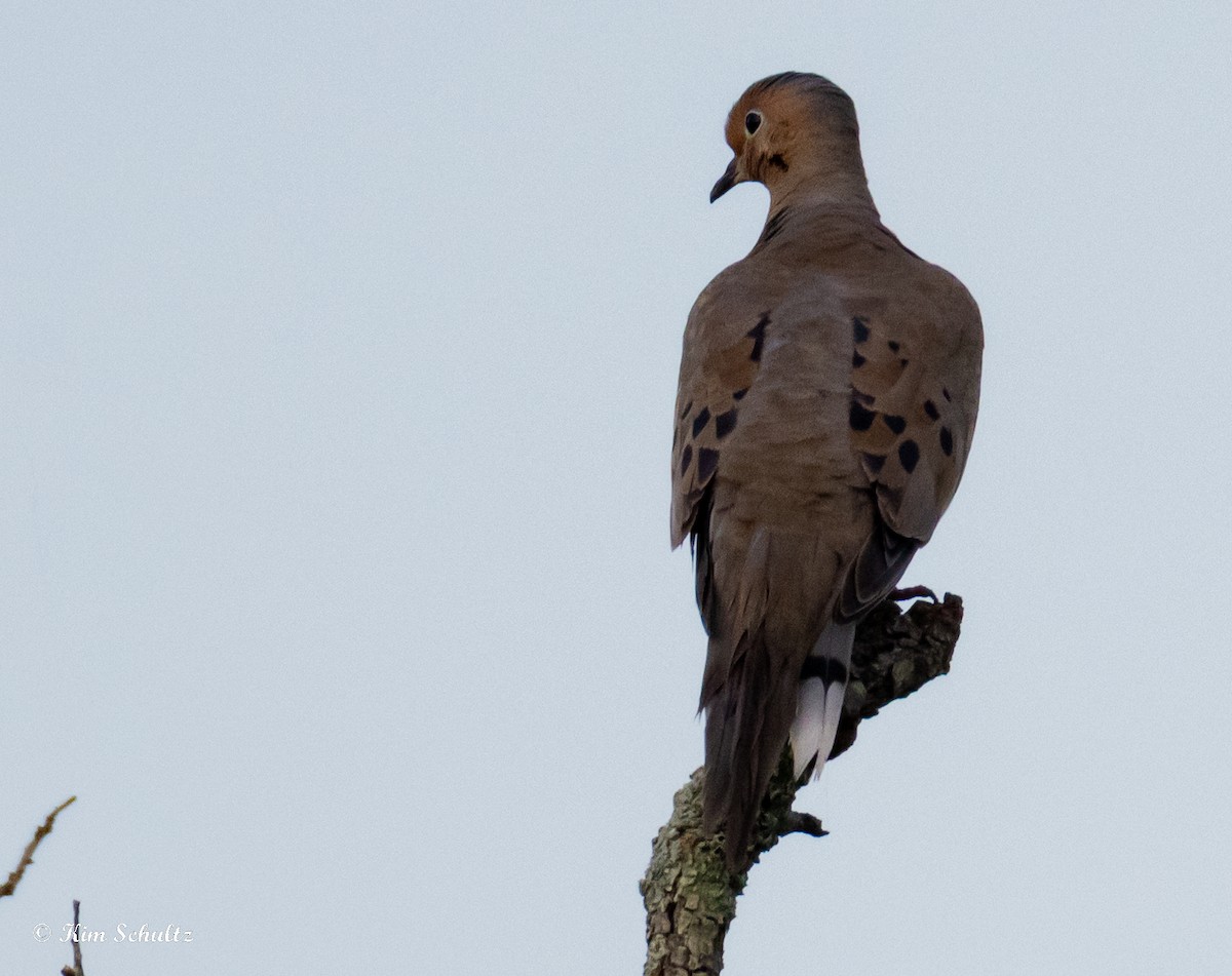 Mourning Dove - ML638729277