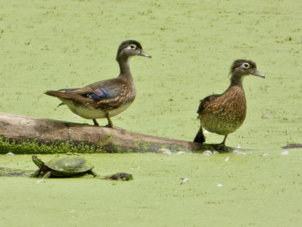 Wood Duck - ML638729280
