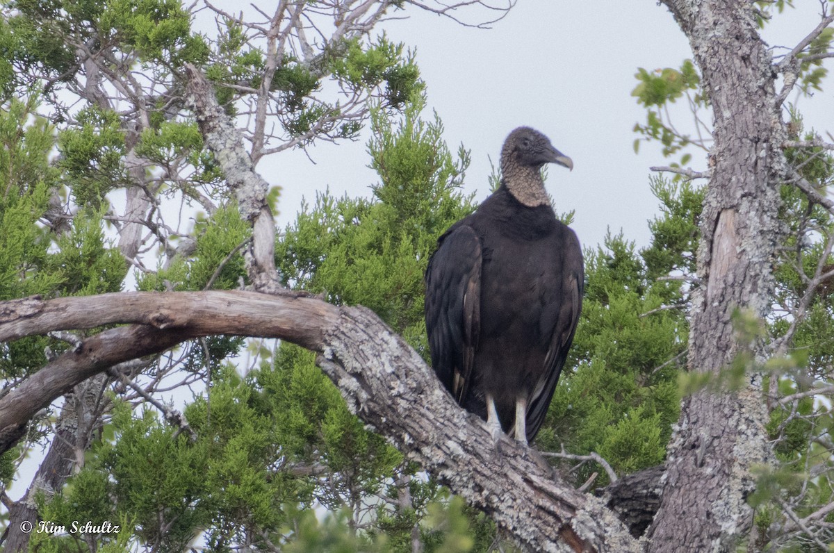 Black Vulture - ML638729281