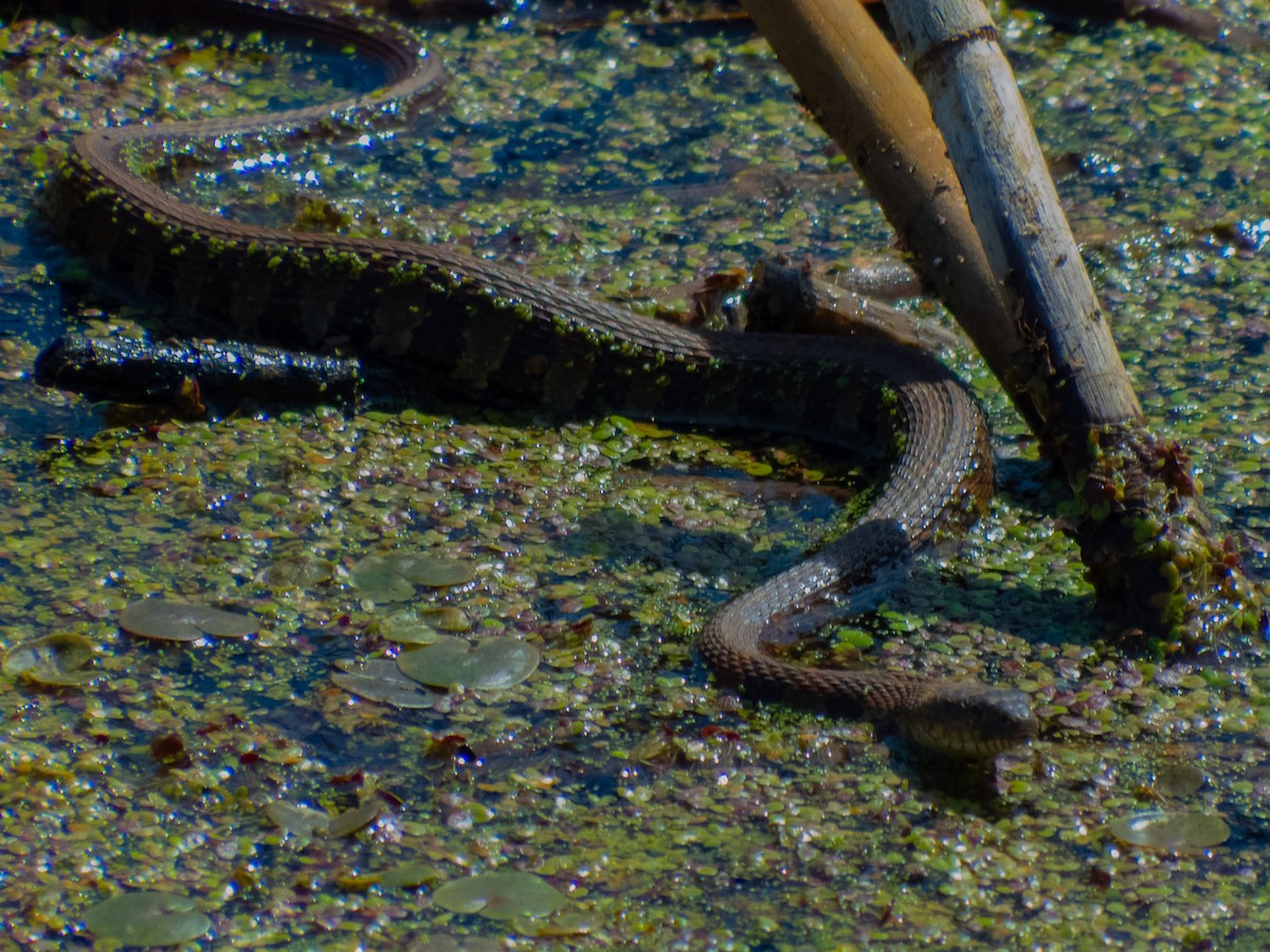 Common Watersnake - ML638729282