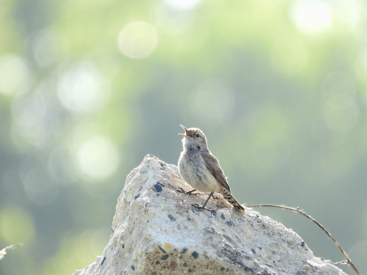 Rock Wren - ML638729285