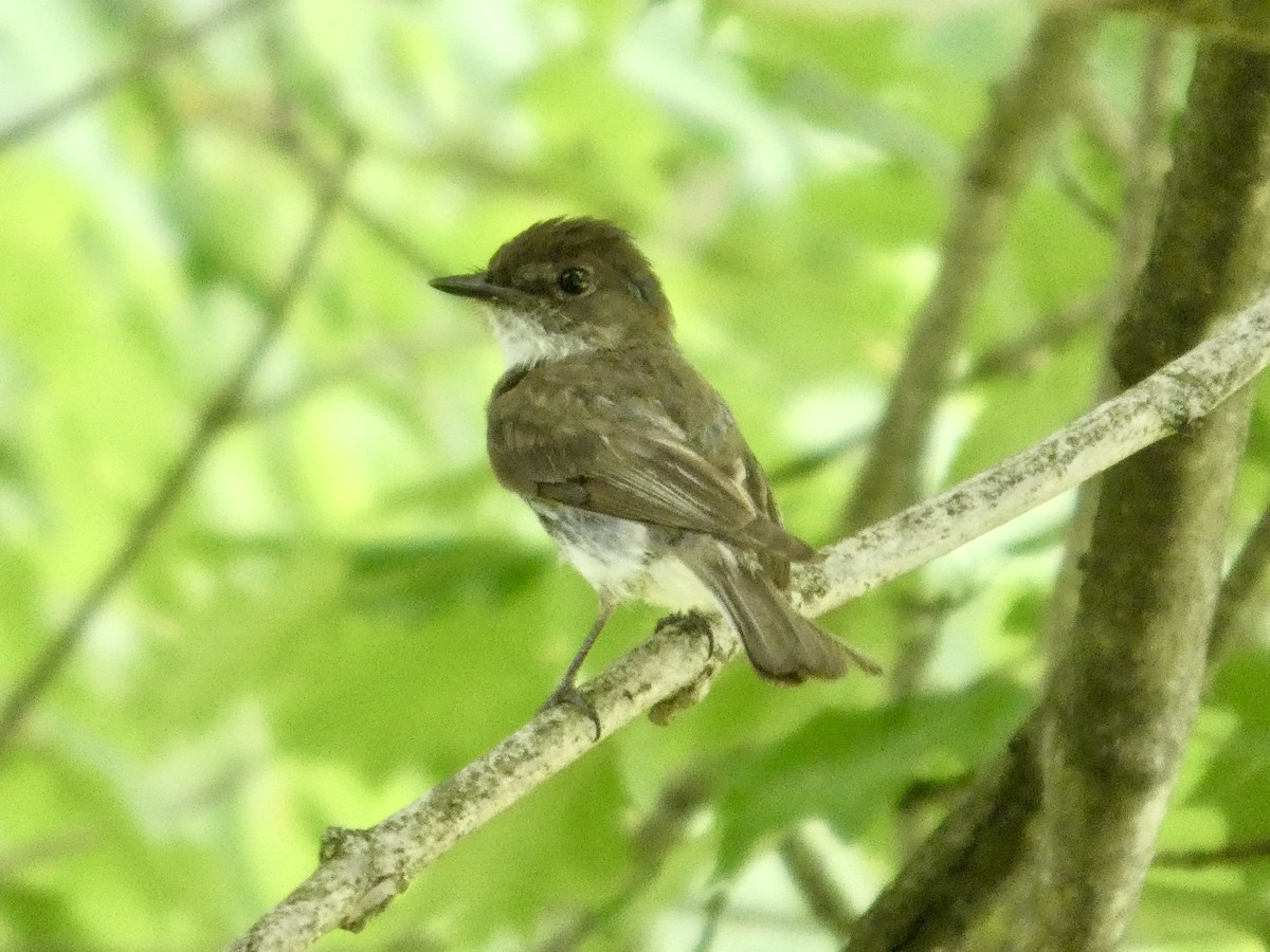 Eastern Phoebe - ML638729286