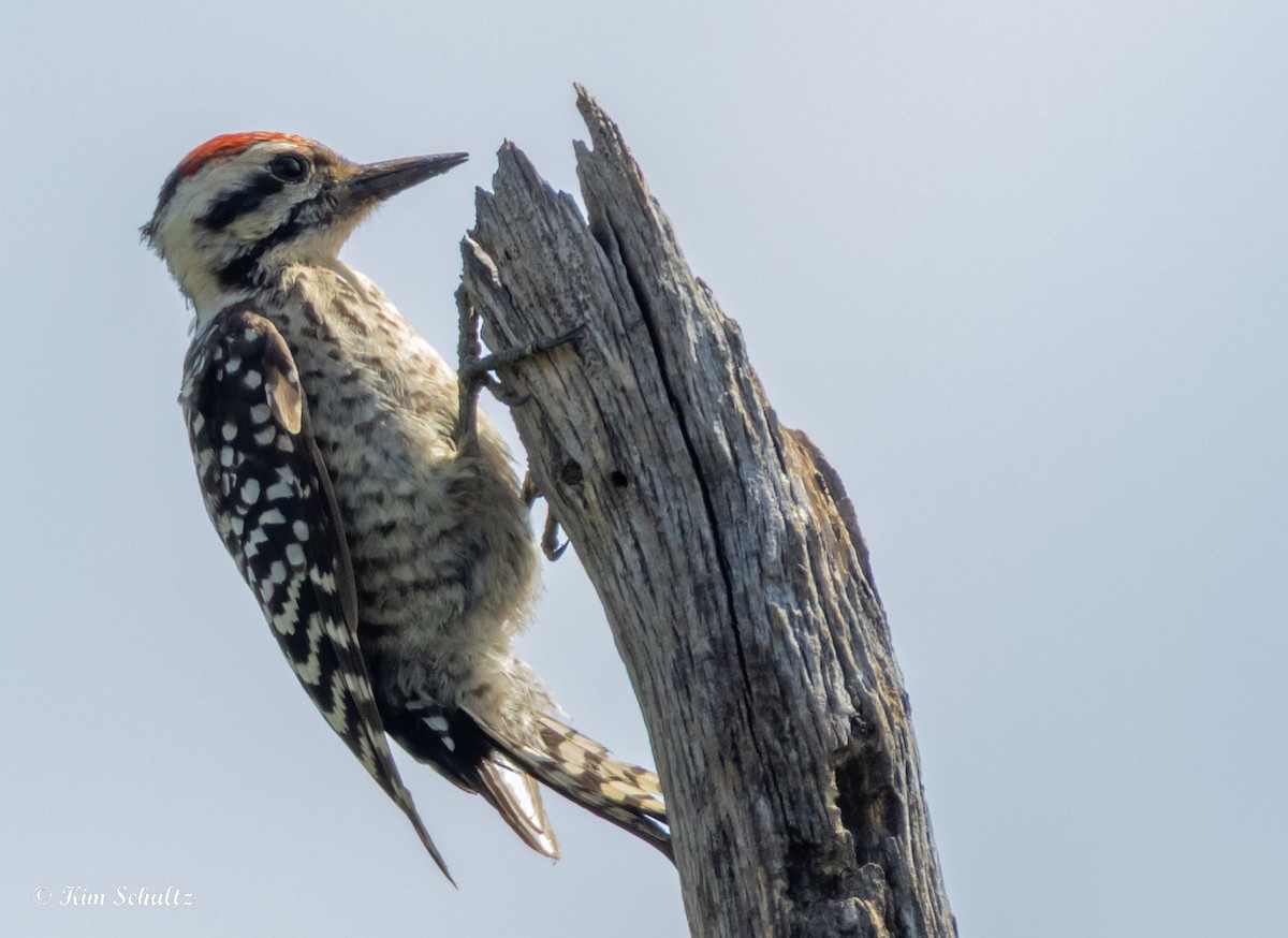 Ladder-backed Woodpecker - ML638729291
