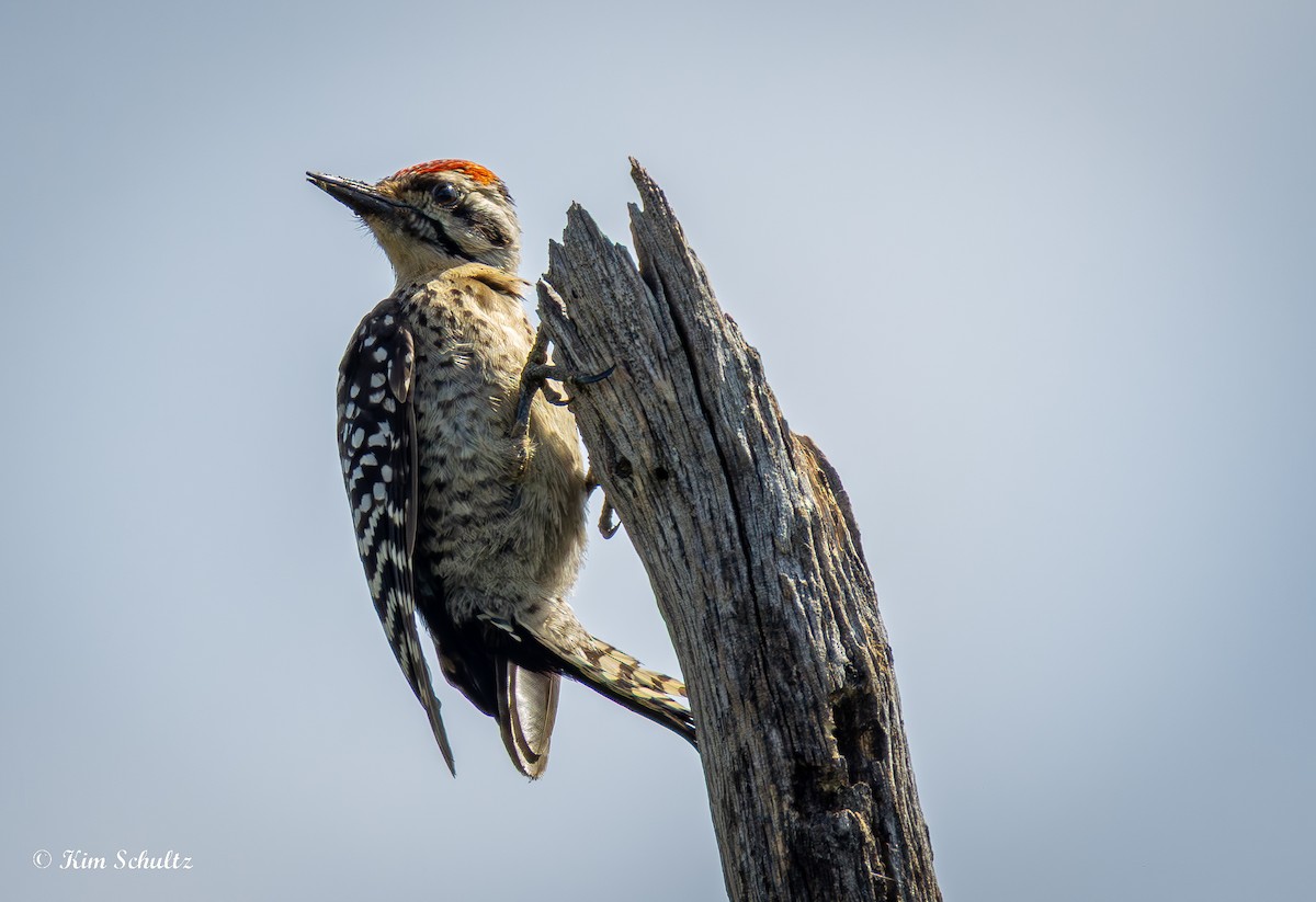 Ladder-backed Woodpecker - ML638729292