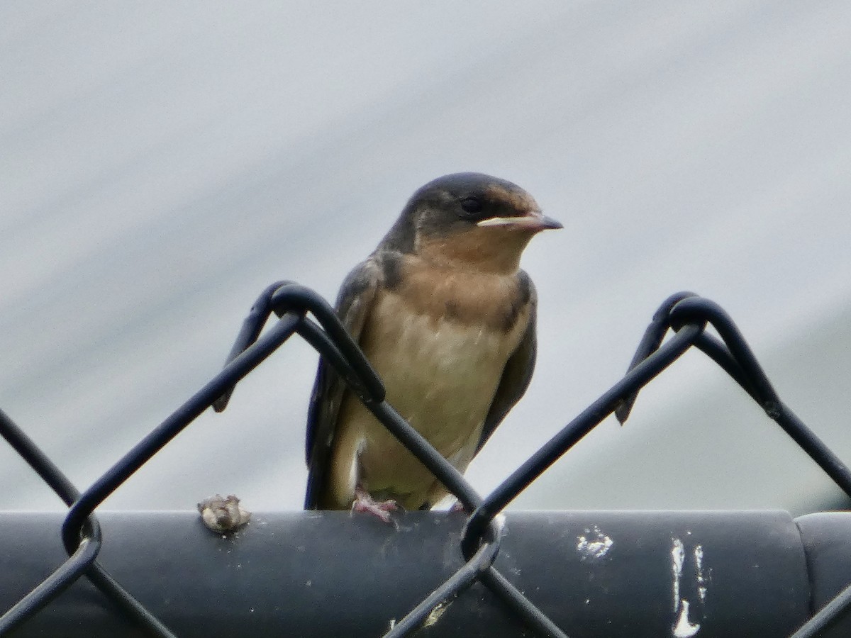 Barn Swallow - ML638729293