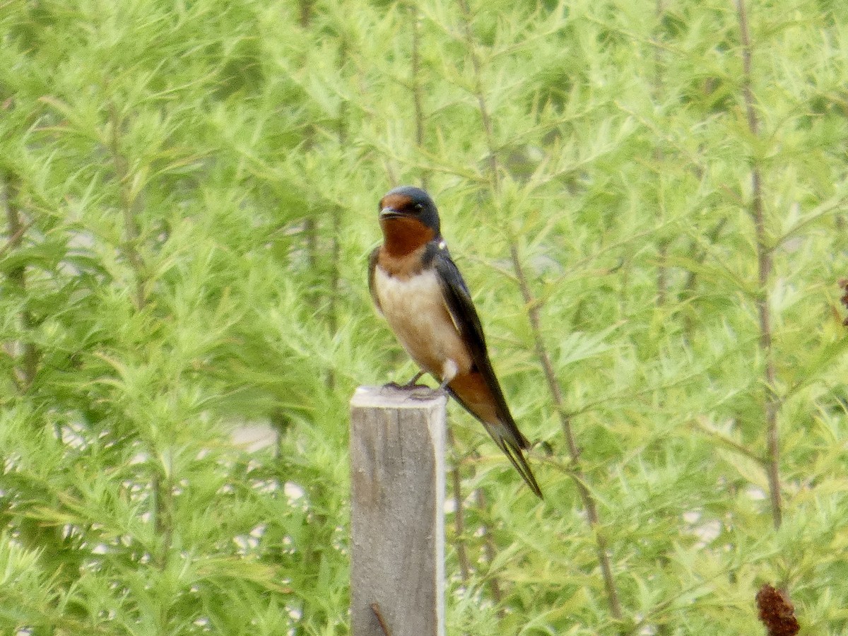 Barn Swallow - ML638729294