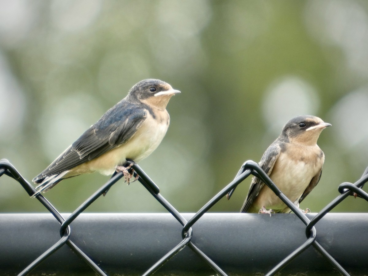 Barn Swallow - ML638729295