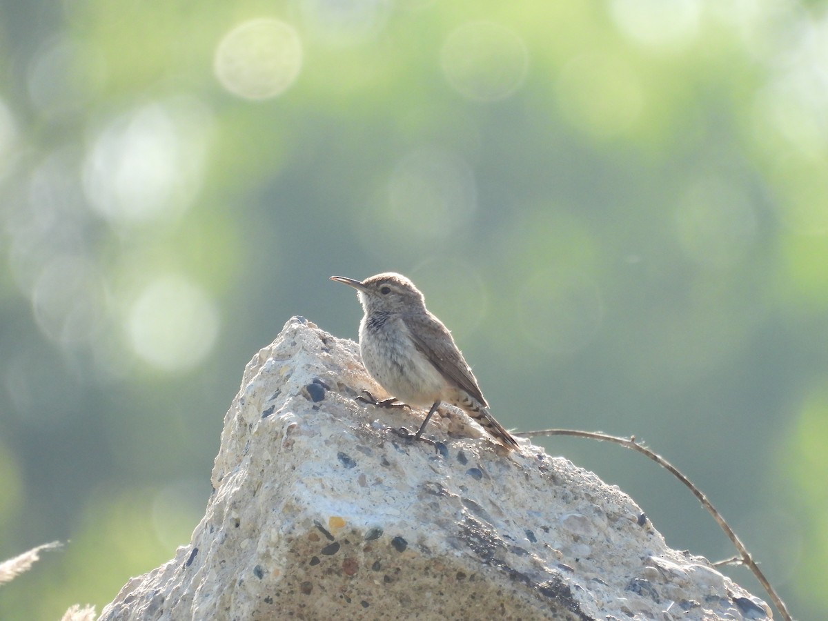 Rock Wren - ML638729296