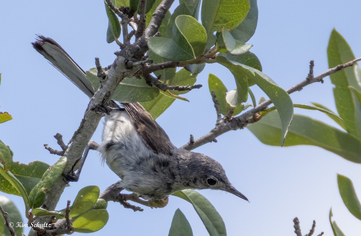 Blue-gray Gnatcatcher - ML638729301