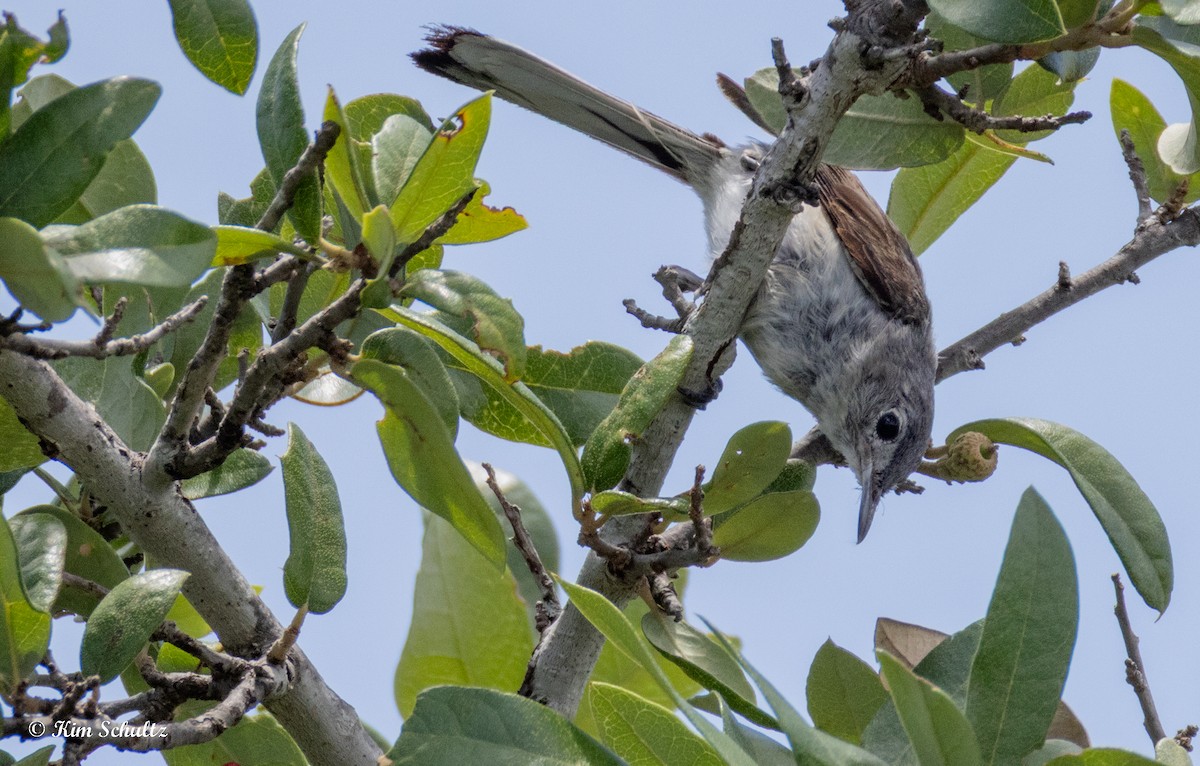 Blue-gray Gnatcatcher - ML638729303