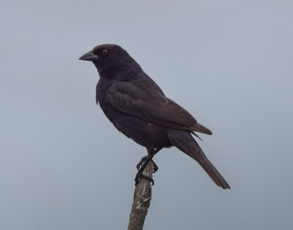Bronzed Cowbird - ML638729306
