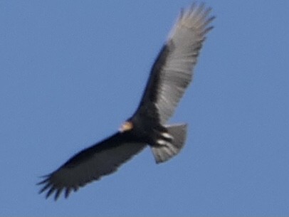 Lesser Yellow-headed Vulture - ML638729308