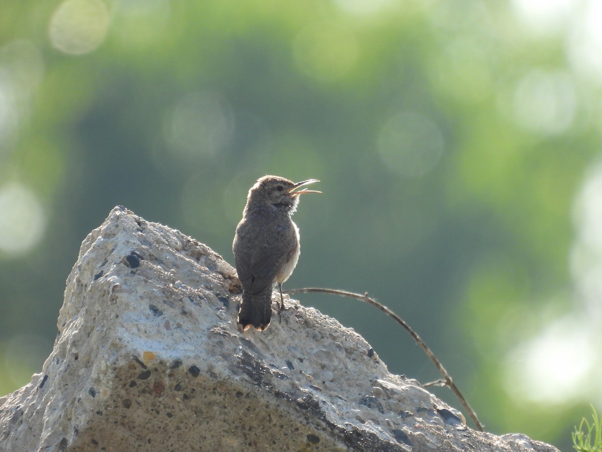 Rock Wren - ML638729310