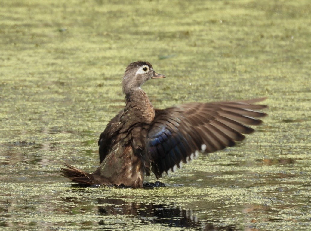 Wood Duck - ML638729323