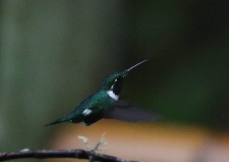 White-bellied Woodstar - ML638729389