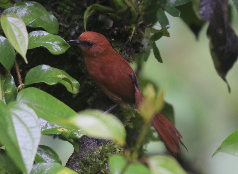 Rufous Spinetail - ML638729426