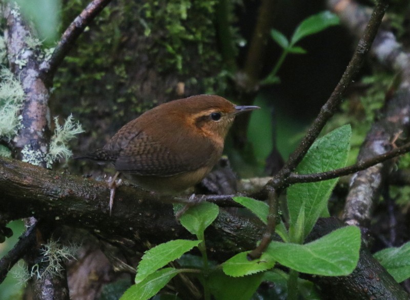 Mountain Wren - ML638729440