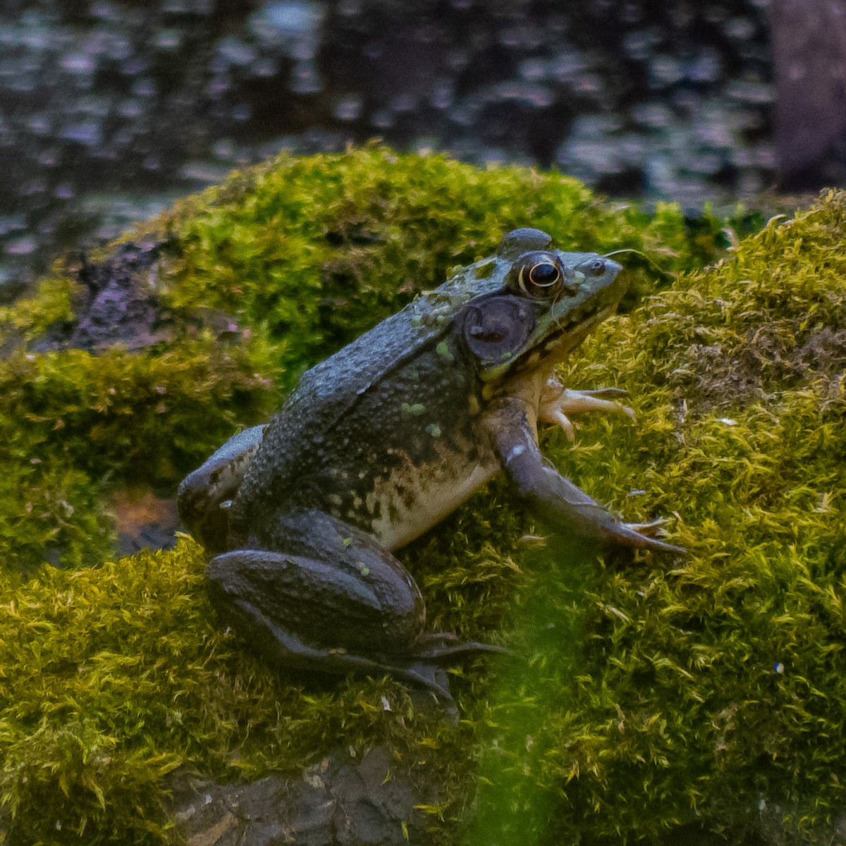 Green Frog - ML638729467