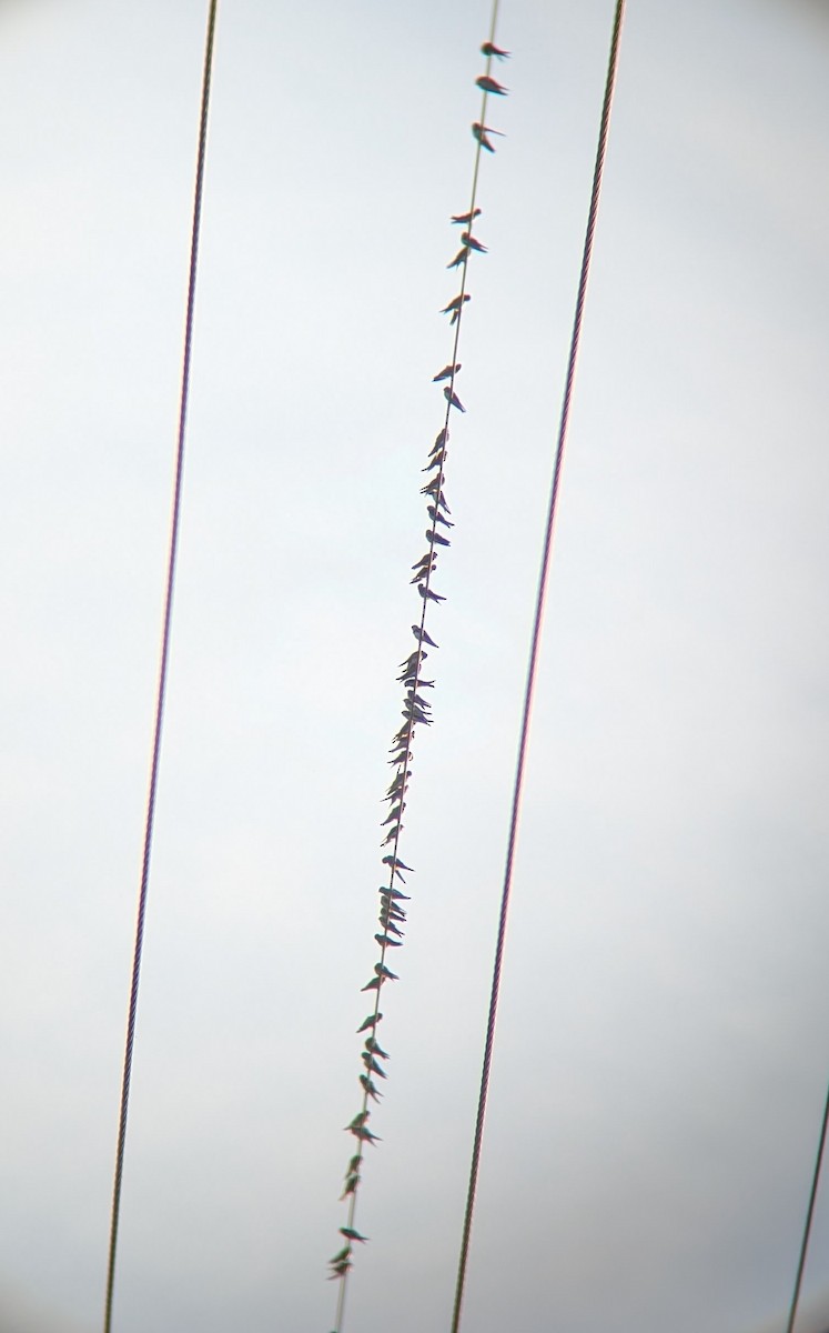 Bank Swallow - ML638729468