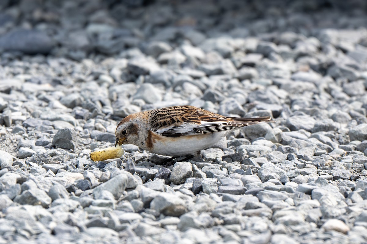 Snow Bunting - ML638729495